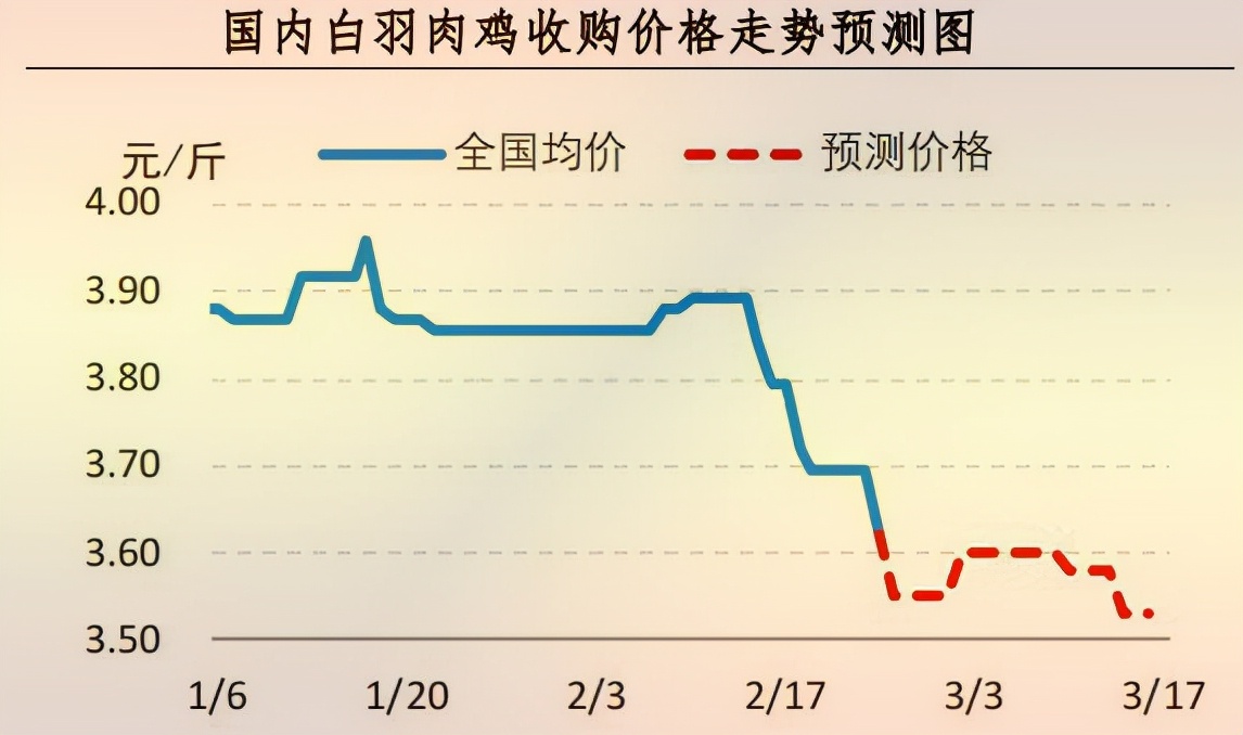 肉鸡最新价格动态分析